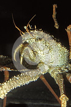 Spiny Spider Crab, maia squinado.