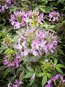 spiny spiderflower (Cleome spinosa ) flowers with blurred background