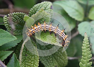 A Spiny, Spiky Caterpillar on a Leaf