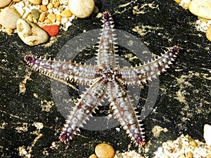 Spiny Starfish