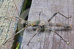 Spiny Stick Insect on a wooden platform in Gunung Mulu National Park, Sarawak, Malaysia