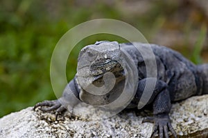 Spiny tailed Iguana