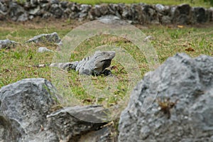 Spiny tailed Iguana chilling out in the afternoon heath