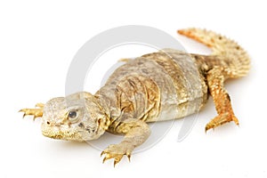 Spiny-tailed lizard