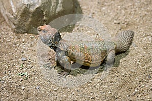 Spiny-tailed lizard (Uromastyx acanthinurus)