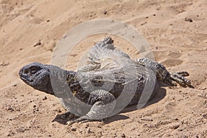 Spiny-Tailed Lizard