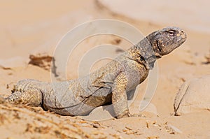 Spiny tailed lizards, Arabian Black Head Desert Lizard Reptile Animal standing on rock  background in Al Qudra Lakes Dubai photo