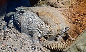 Spiny-tailed monitor, aka ridge-tailed, Australian species of lizard. Varanus acanthurus