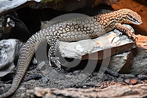 A Spiny Tailed Monitor Lizard