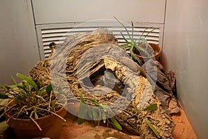 Spiny-tailed monitor lizard at Smithsonian National Zoological Park.