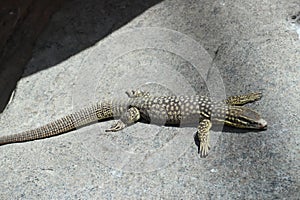 Spiny-tailed monitor Varanus acanthurus 2