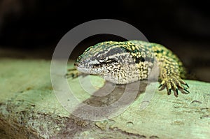 The spiny-tailed monitor Varanus acanthurus, also known as the ridge-tailed monitor or Ackie`s dwarf monitor