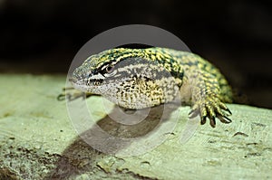 The spiny-tailed monitor Varanus acanthurus, also known as the ridge-tailed monitor or Ackie`s dwarf monitor