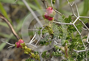 Spiny or Thorny Burnet