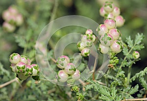 Spiny or Thorny Burnet