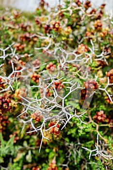 Spiny or Thorny Burnet - Sarcopoterium spinosum, Cyprus