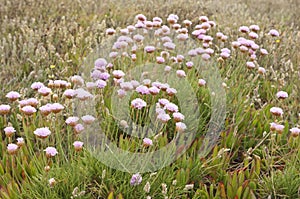 Spiny Thrift photo