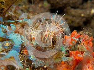 Spiny Tiger Shrimp