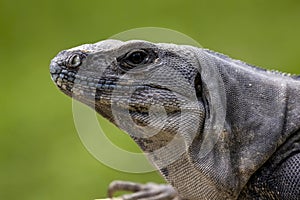 Spiny tiled Iguana Portrait