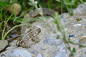 Spiny toads (Rhinella spinulosa) monitored
