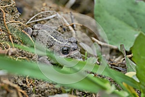 Spiny toads (Rhinella spinulosa) monitored