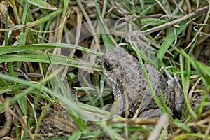 Spiny toads (Rhinella spinulosa) monitored