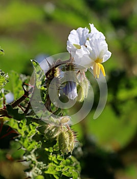 Spiny tomato photo