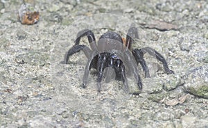 Spiny trap-door spider crawling on the ground