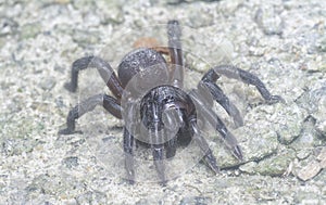 Spiny trap-door spider crawling on the ground
