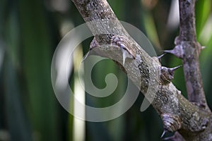 Spiny Tree Trunk of Zanthoxylum americanum, Prickly ash. Close-up in natural sunligh. photo