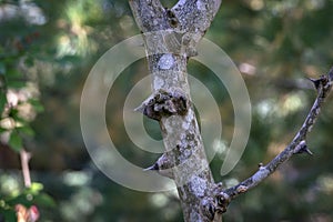 Spiny Tree Trunk of Zanthoxylum americanum, Prickly ash. Close-up in natural sunligh. photo