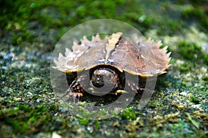 Spiny turtle Heosemys spinosa  on the rock with green moss