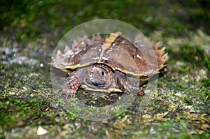 Spiny turtle Heosemys spinosa  on the rock with green moss