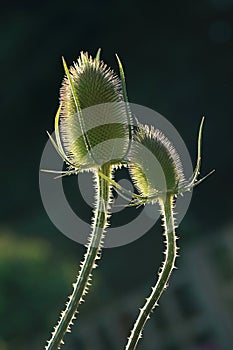 Dispacus fullonum commonly known as teasel