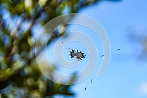 Spinybacked Orb Weaver photo