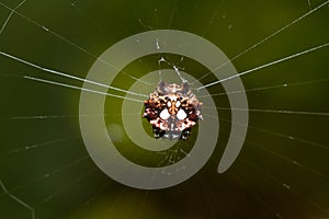 Spinybacked Orbweaver spider