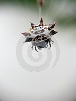 Spinybacked Spider
