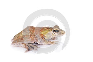 Spinybottom tree frog, rhacophorus execophygus, on white