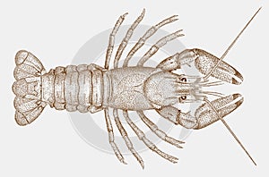 Spinycheek crayfish in top view