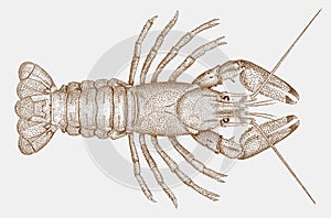 Spinycheek crayfish in top view