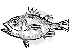 Spinycheek Seabass Australian Fish Cartoon Retro Drawing