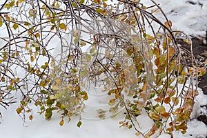 Spiraea branches covered with ice glaze after freezing rain