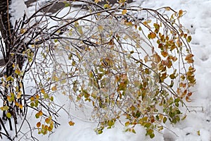 Spiraea branches covered with ice glaze after freezing rain