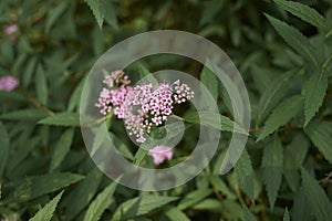 Pink flowers of Spiraea bumalda shrub photo