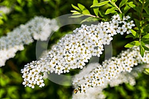 Spiraea cinerea Grefsheim white flower with yellowe pollen are