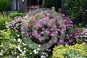 Spiraea japonica Anthony Waterer in a dooryard