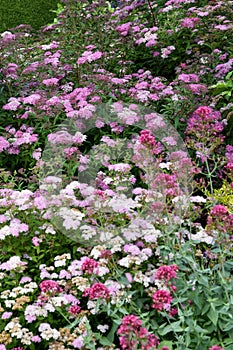 Spiraea japonica Anthony Waterer in a dooryard