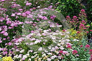 Spiraea japonica Anthony Waterer in a dooryard