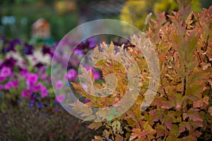 Spiraea japonica Firelight