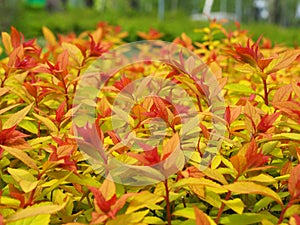 Spiraea japonica `Goldflame` photo